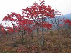 火炬價(jià)格走勢--廠家直銷火炬苗,哪里有賣圖片|火炬價(jià)格走勢--廠家直銷火炬苗,哪里有賣產(chǎn)品圖片由山東側(cè)柏苗木繁育基地公司生產(chǎn)提供-