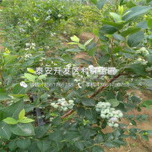 充電寶愛國者價(jià)格 充電寶愛國者公司 圖片 視頻