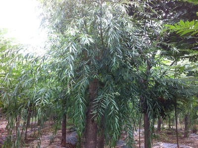 山東萬畝苗木大量出售西湖垂柳-山東萬畝苗木培育基地提供山東萬畝苗木大量出售西湖垂柳的相關介紹、產品、服務、圖片、價格13-14公分紅葉碧桃樹苗、5公分龍柱碧桃價格、3公分菊花碧桃小苗、8公分法桐基地、速生白蠟樹苗、山東國槐樹基地、