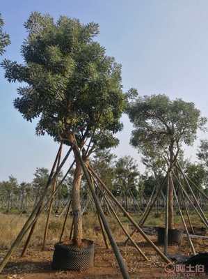 【全冠香樟袋苗供應、種植基地直銷、價格實惠】綠化苗木,價格,廠家,供應商,花木,龍海市東泗興輝園藝場 - 產品庫