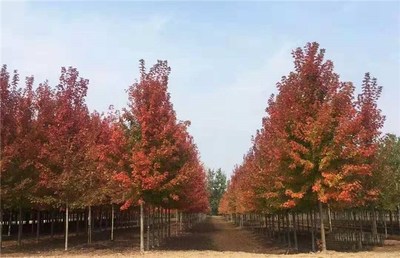 叢生紅點紅楓優(yōu)質苗木 叢生紅點紅楓 泰安東楓園林