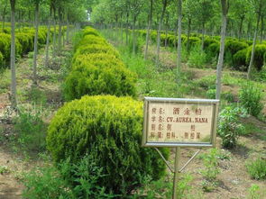 龜甲冬青盆景圖冊(cè)