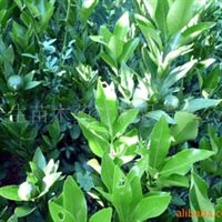 核桃苗,梨苗,獼猴桃苗四川 廣元 蒼溪蒼溪縣常生苗木藥材開發(fā)有限責(zé)任公司產(chǎn)品供應(yīng)第1頁(yè)