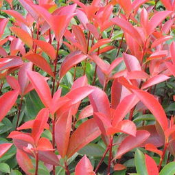 江西優(yōu)質苗木基地 江西紅葉石楠苗價格