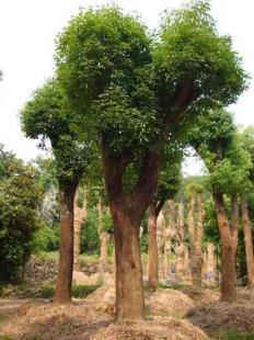 福建大小規(guī)格優(yōu)質地栽、移栽香樟樹苗木銷售 13695986111 王先生_農副產品_世界工廠網中國產品信息庫
