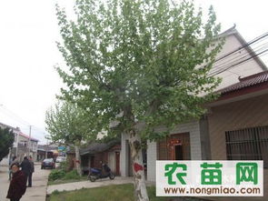 法桐價格 法桐信息 南京發(fā)桐信息指導價 法桐價格 法桐信息 南京發(fā)桐信息廠商 法桐價格 法桐信息 南京發(fā)桐信息廠商 圖 盡在農苗網 南京青蓮苗木場