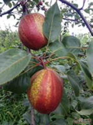 黃金梨苗種植與管理指南 栽種時間、水肥控制與生長表現(xiàn)