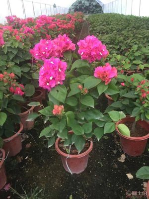 龍海市東泗興輝園藝場(chǎng) 專業(yè)三角梅種植基地，品質(zhì)苗木常年供應(yīng)