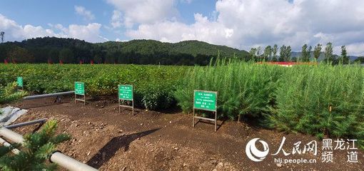 黑龍江省林草局召開現(xiàn)場(chǎng)推進(jìn)會(huì) 以花卉種植為支點(diǎn)，撬動(dòng)產(chǎn)業(yè)興、職工富、生態(tài)美的新型林場(chǎng)建設(shè)