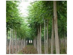 優(yōu)質(zhì)平頭白蠟苗木供應(yīng) 10公分粗、2年冒、冠幅3米、樹干筆直